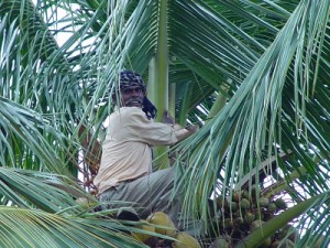 The Coconut Cutter