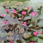 Blossoms at AyurvedaGram, Whitefield