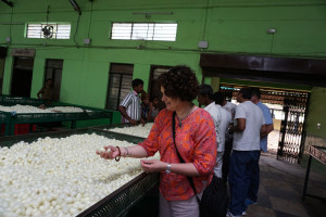 Tables of silkworm cocoons