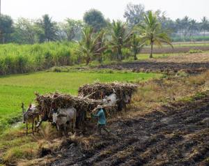 Carts of sugar cane